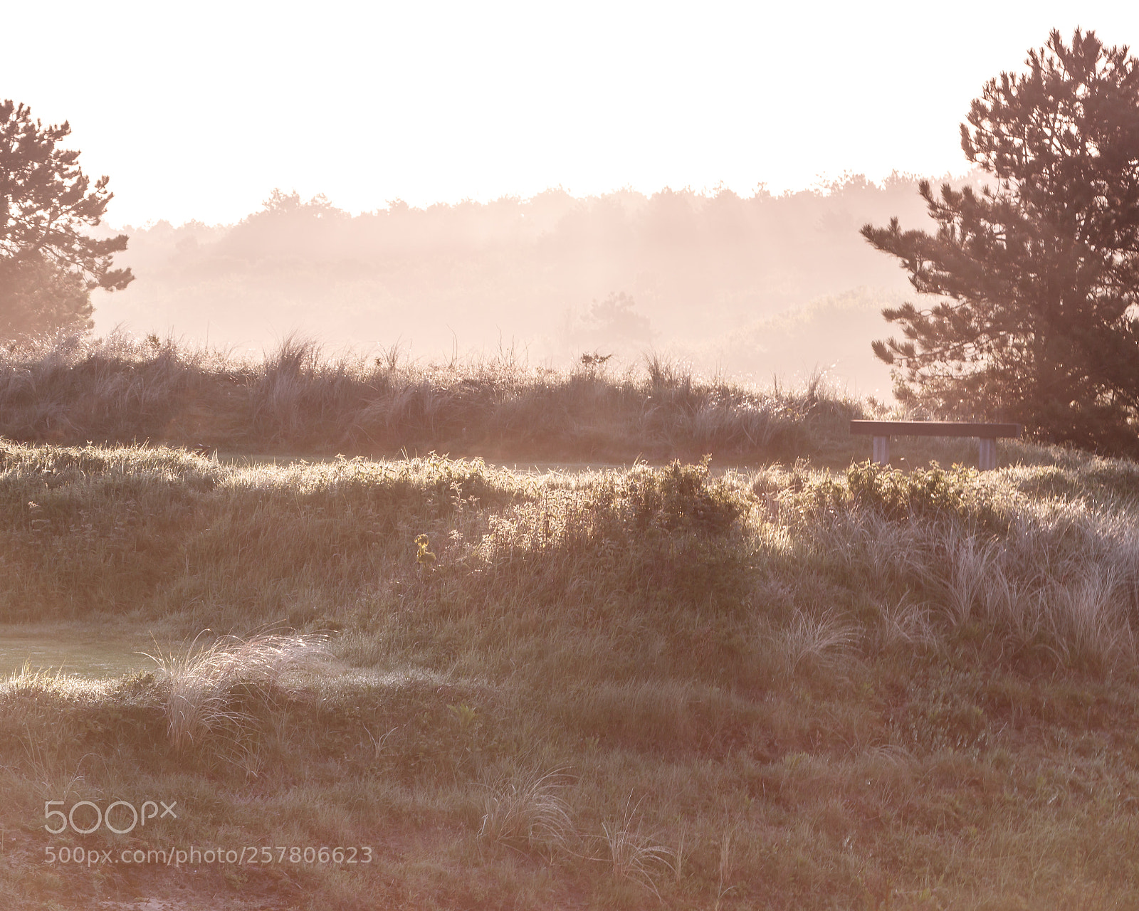 Canon EOS 80D sample photo. Foggy morning photography
