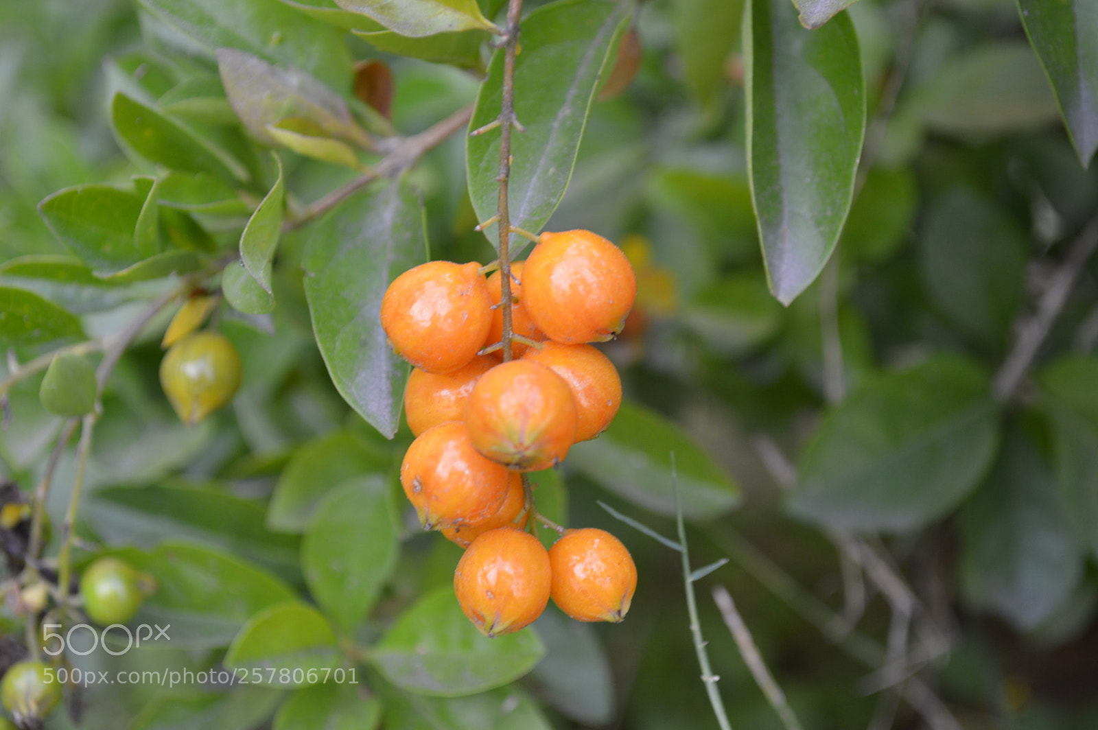 Nikon D3200 sample photo. Los frutos photography
