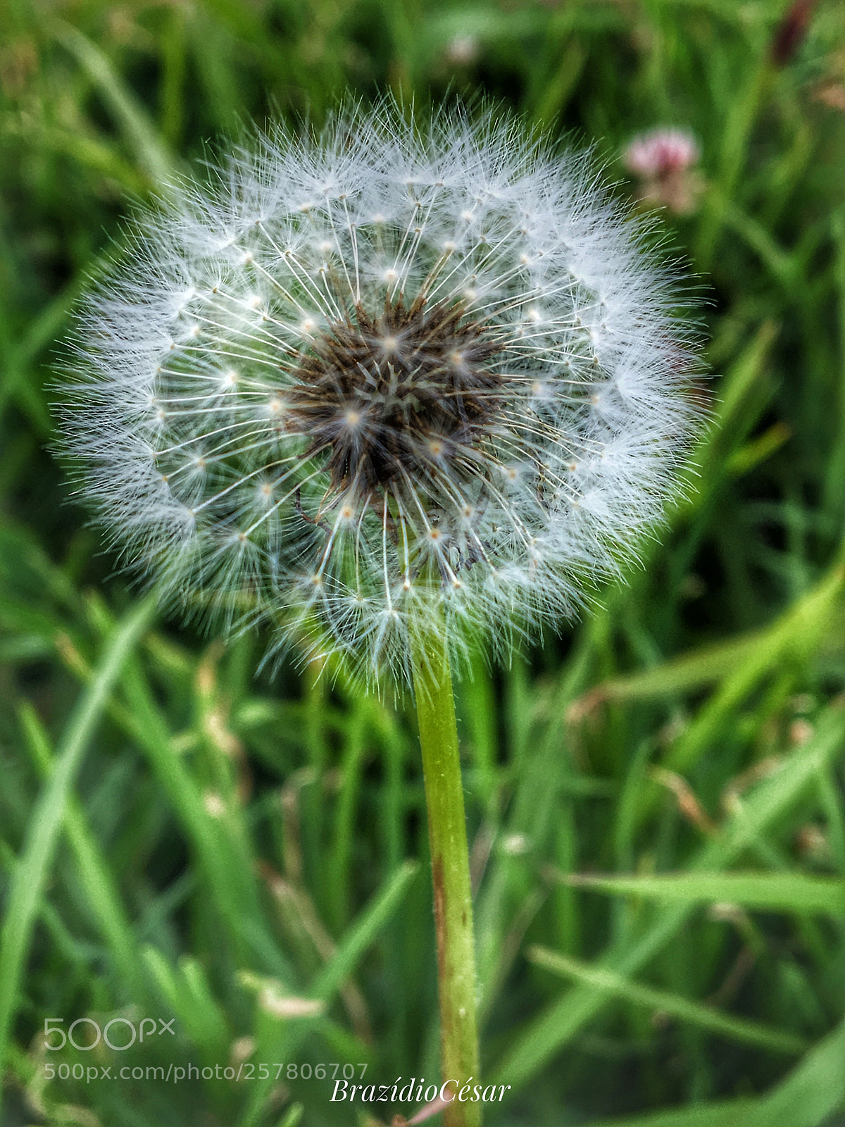 Apple iPhone 6s sample photo. Untitled photography