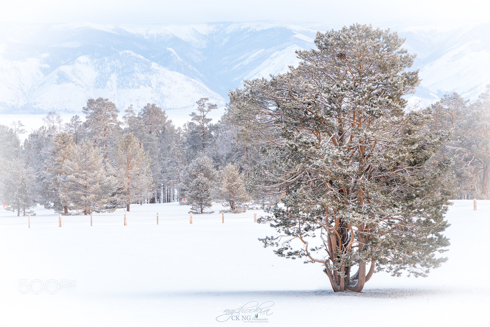 Sony a7R II sample photo. Tree ii shamanka photography