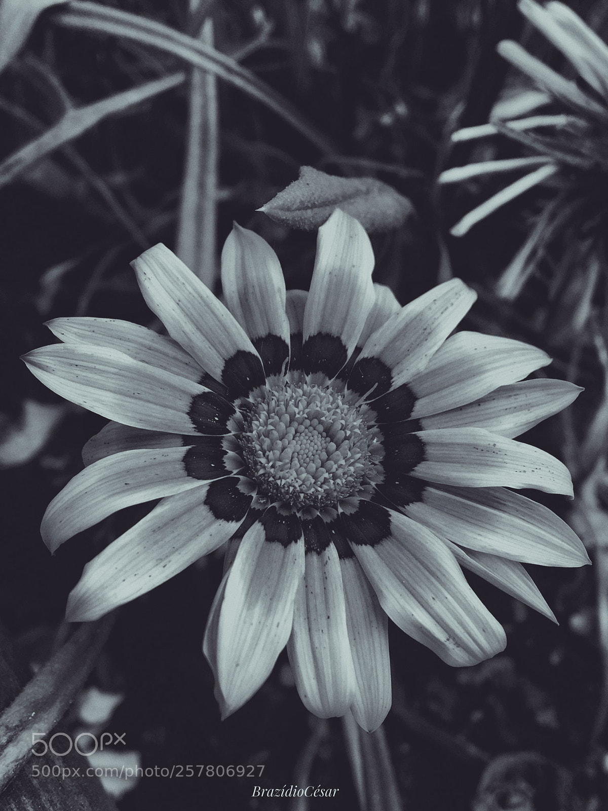 Apple iPhone 6s sample photo. Untitled photography