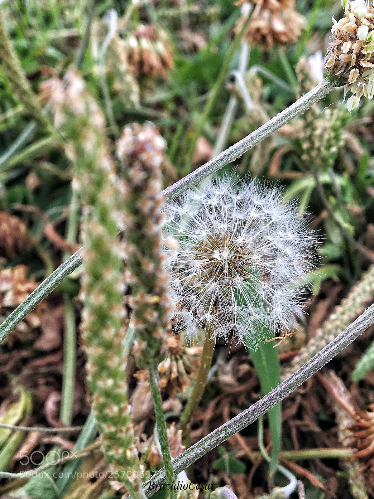 Apple iPhone 6s sample photo. Untitled photography