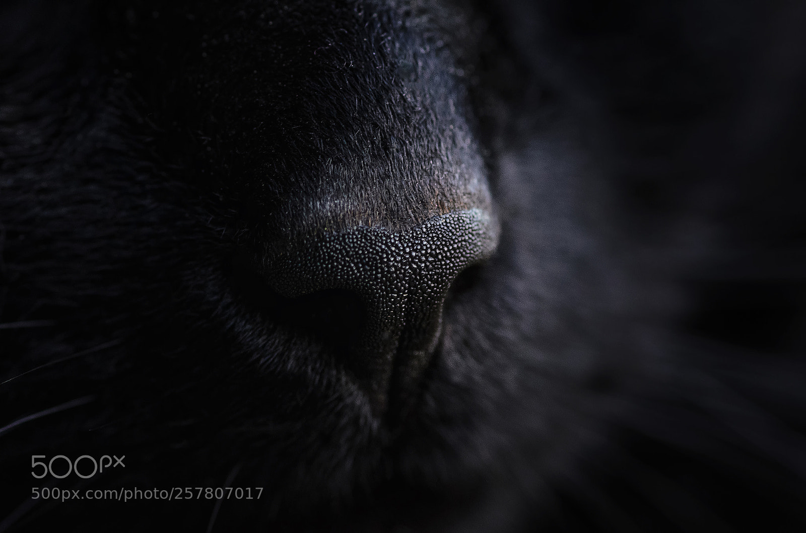 Nikon D7000 sample photo. In shape of heart photography
