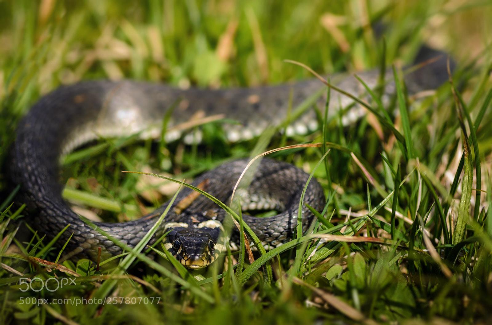 Nikon D7000 sample photo. Crawling photography