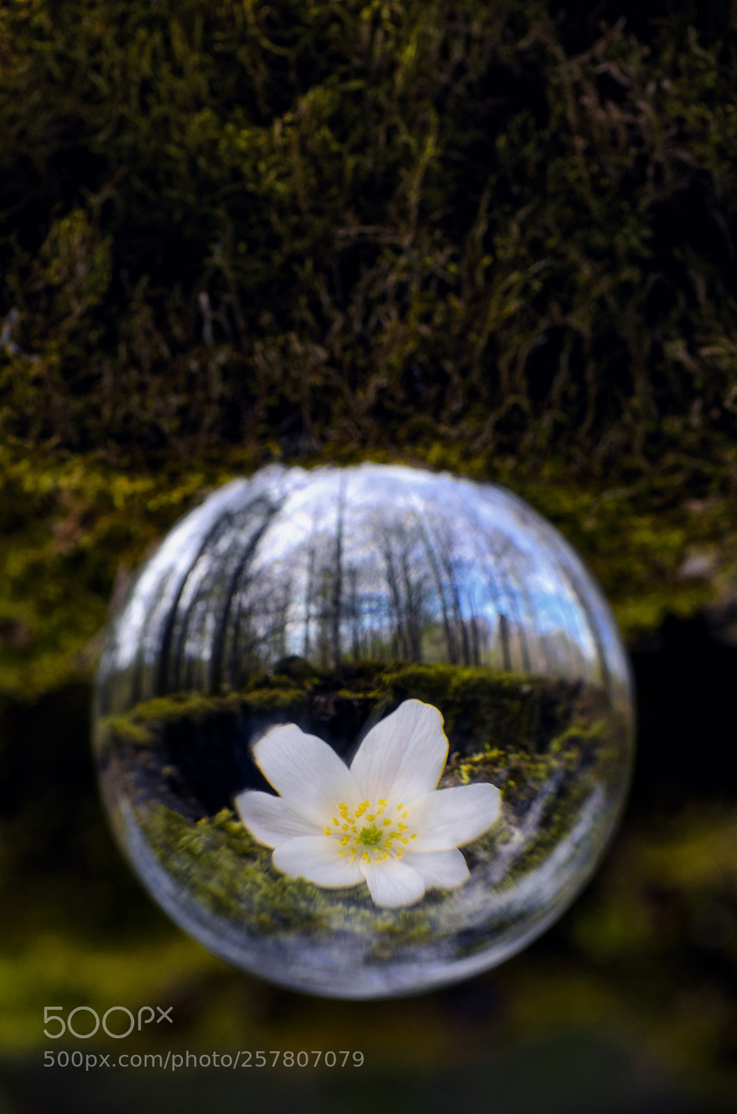 Nikon D7000 sample photo. Spring fusion photography