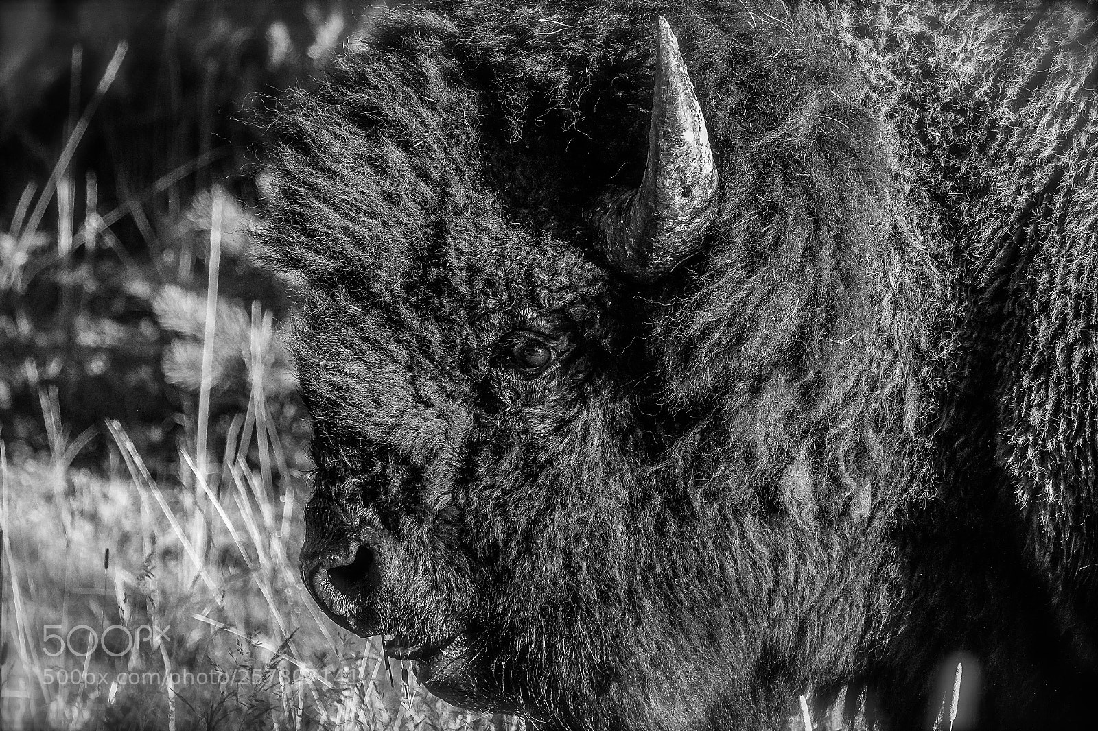 Canon EOS 70D sample photo. Bison photography