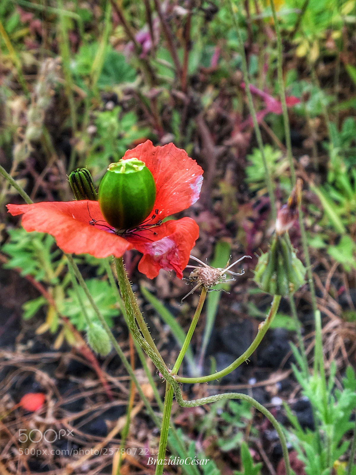 Apple iPhone 6s sample photo. Untitled photography