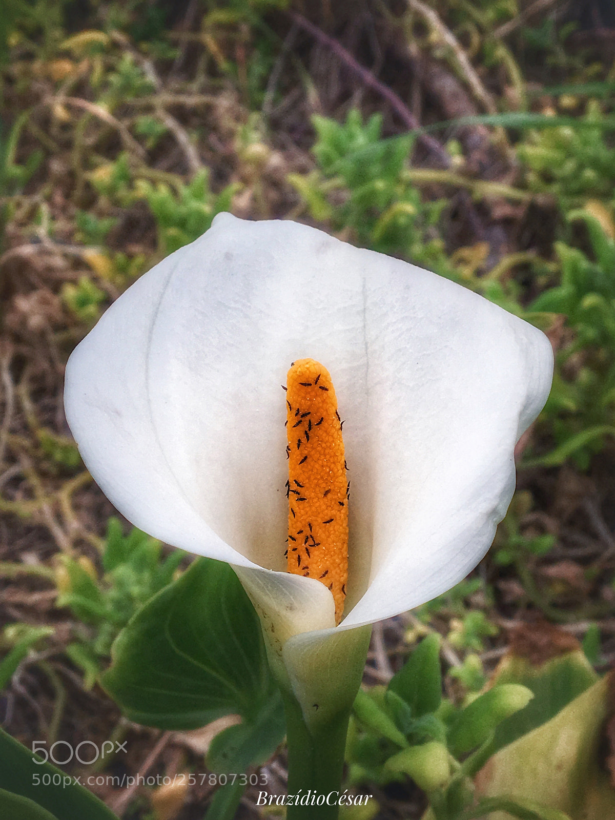 Apple iPhone 6s sample photo. Untitled photography