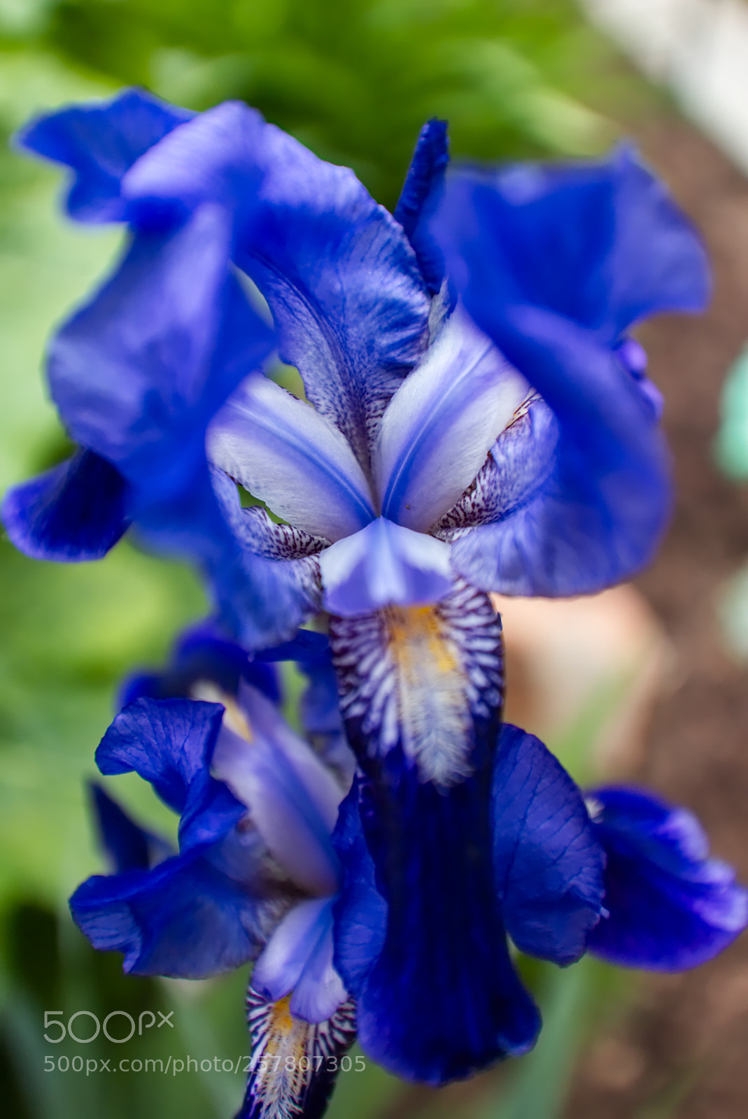Canon EOS 6D sample photo. Down into the throat photography