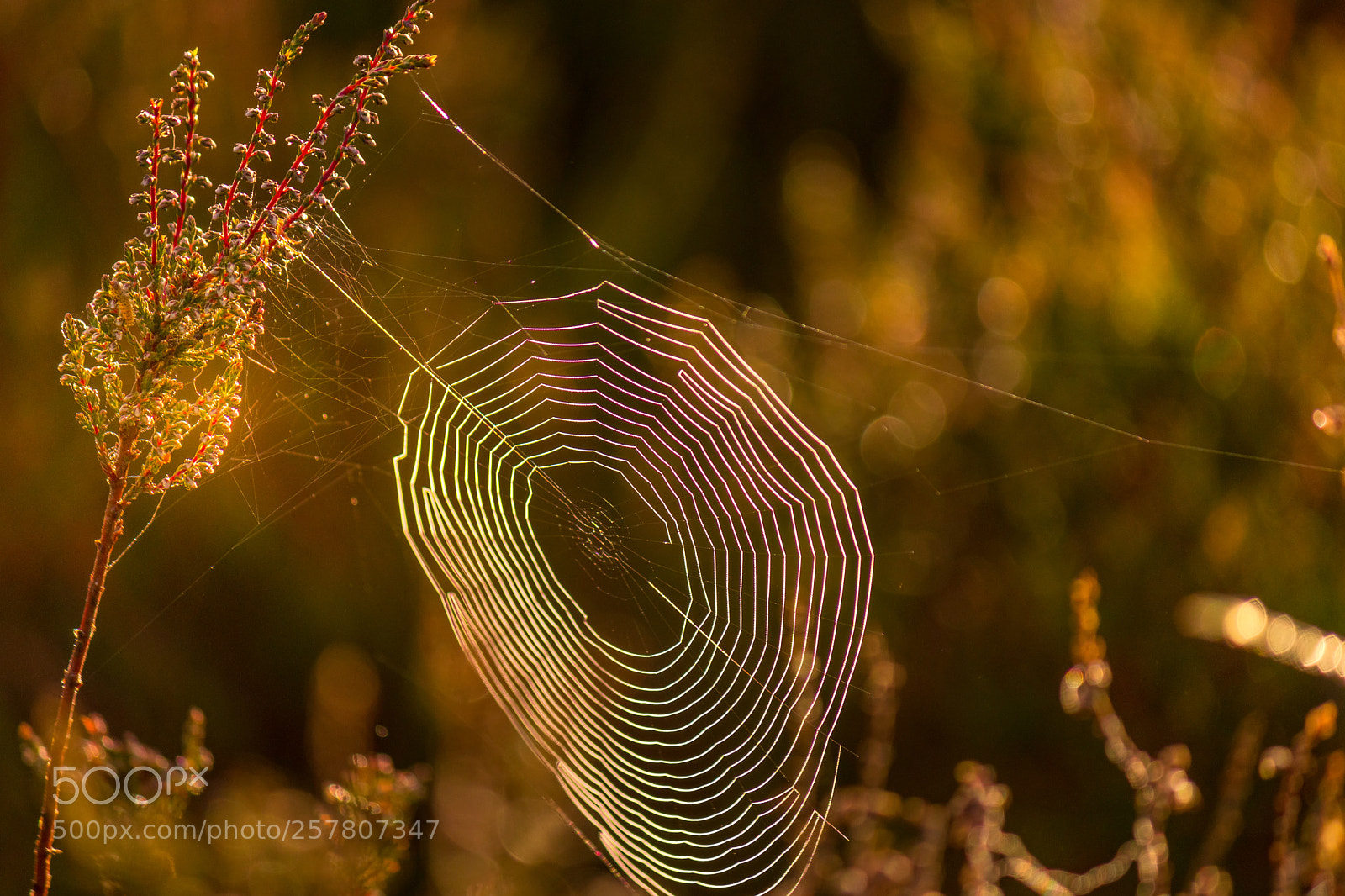 Canon EOS 80D sample photo. Spiderweb at golden hour photography