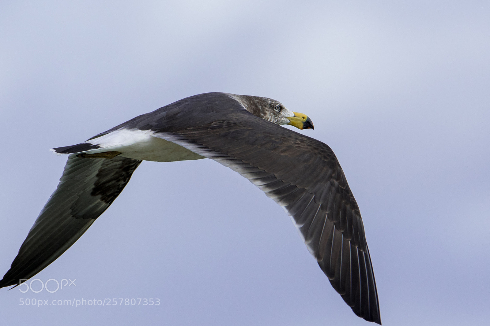Nikon D500 sample photo. Pacific gull photography