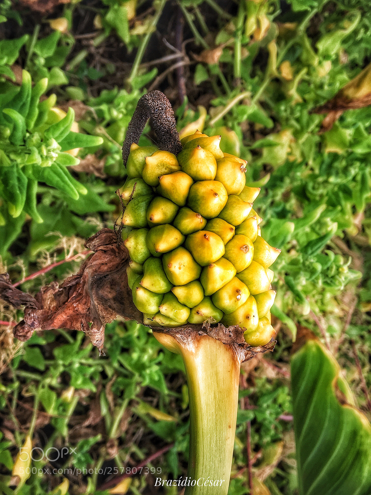 Apple iPhone 6s sample photo. Untitled photography