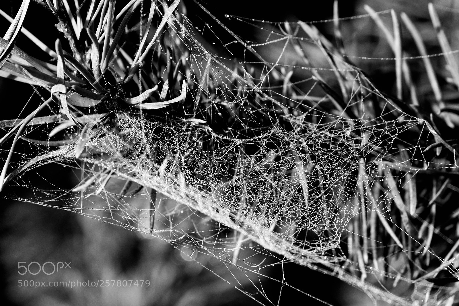 Canon EOS 70D sample photo. Spider web photography