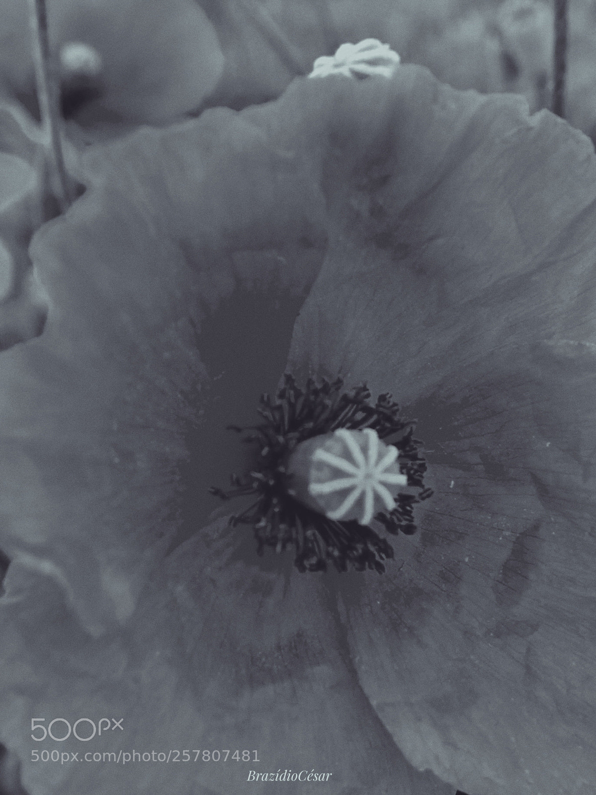 Apple iPhone 6s sample photo. Untitled photography