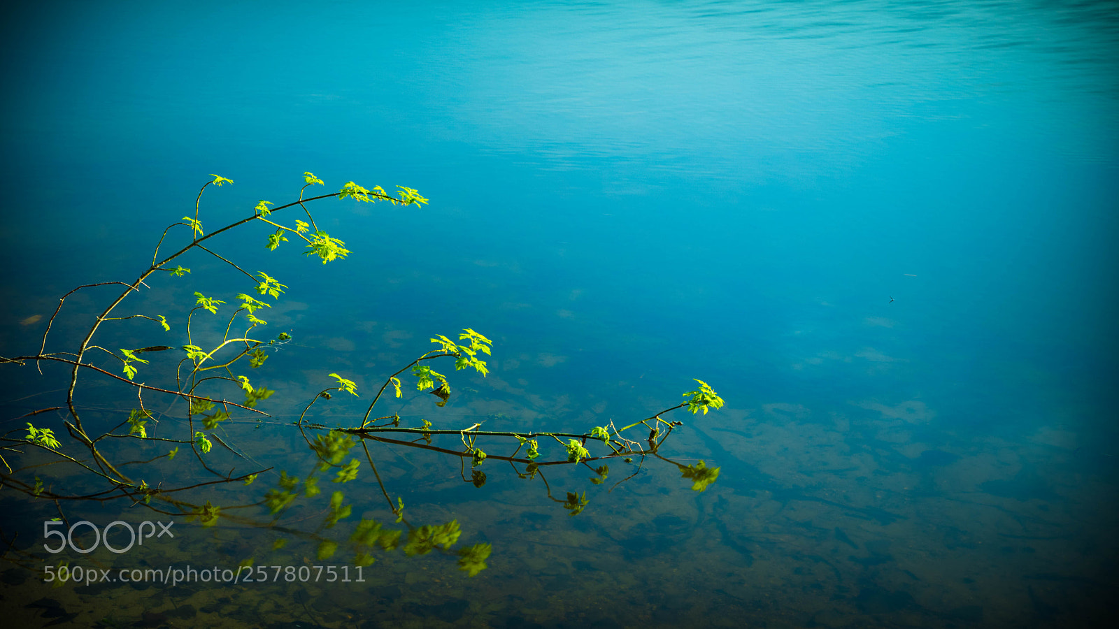 Canon EOS 5D Mark IV sample photo. Life from the water photography