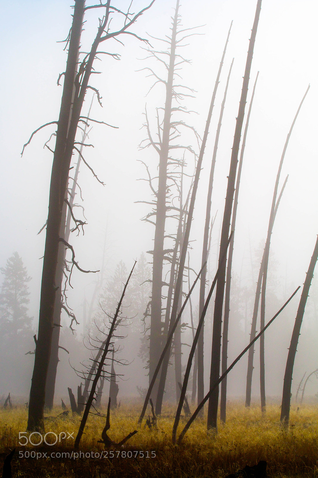 Canon EOS 70D sample photo. Fog in burnt forest photography