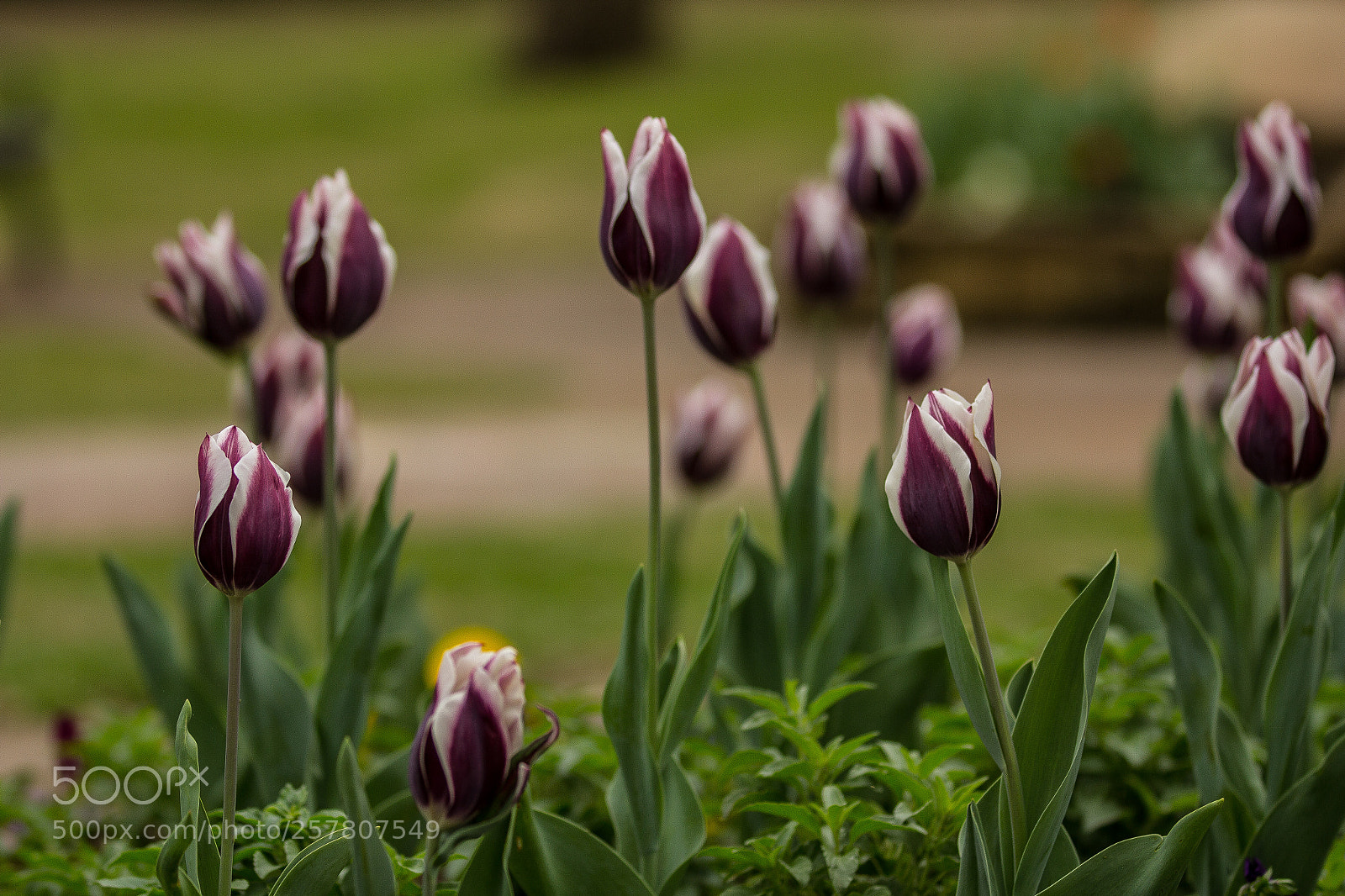 Canon EOS 60D sample photo. Mg photography