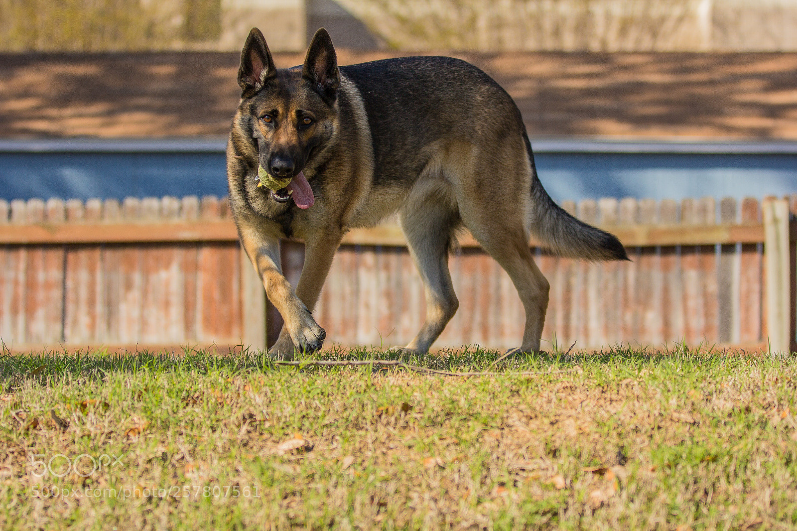 Canon EOS 60D sample photo. Mg photography