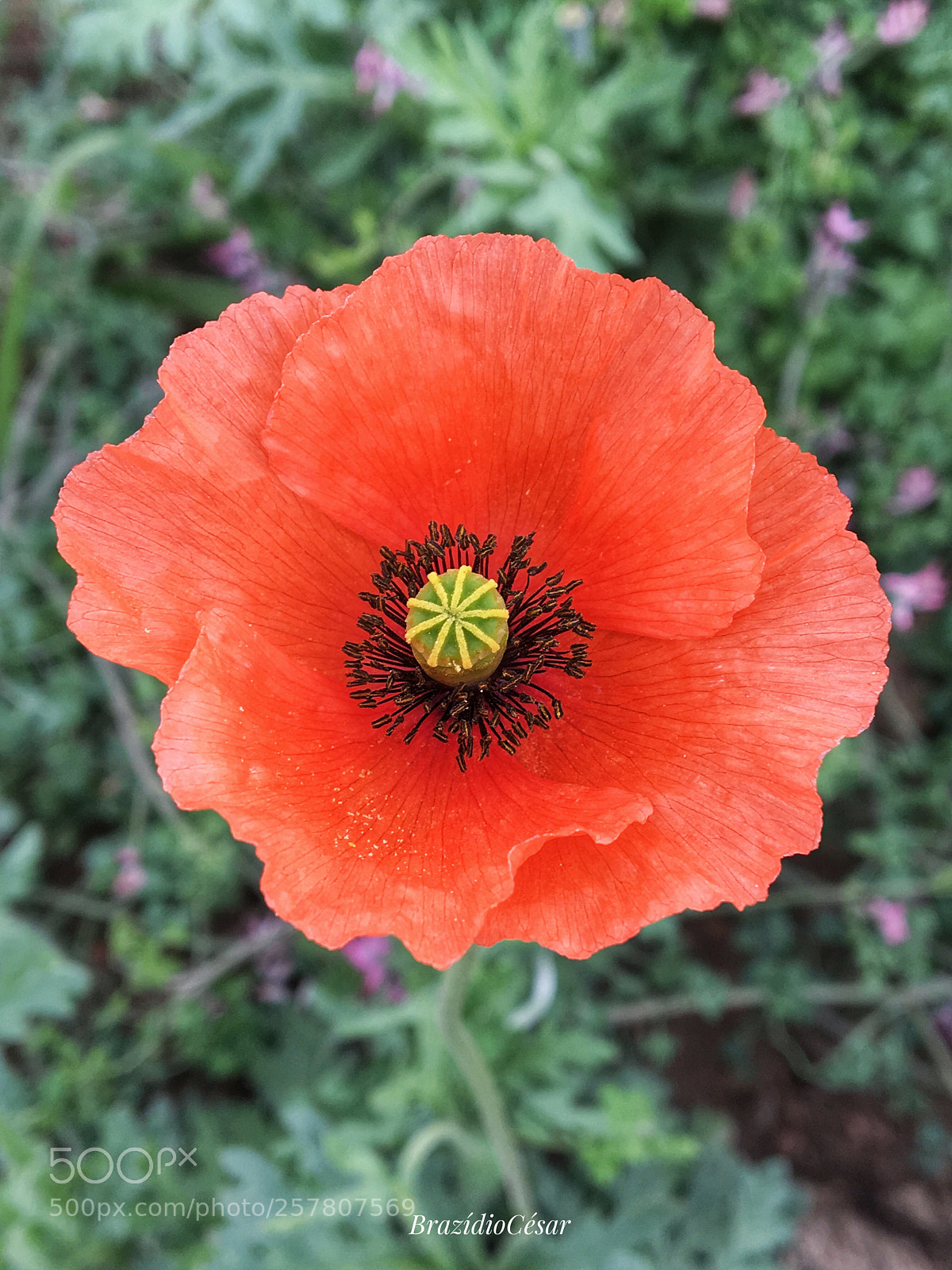 Apple iPhone 6s sample photo. Untitled photography