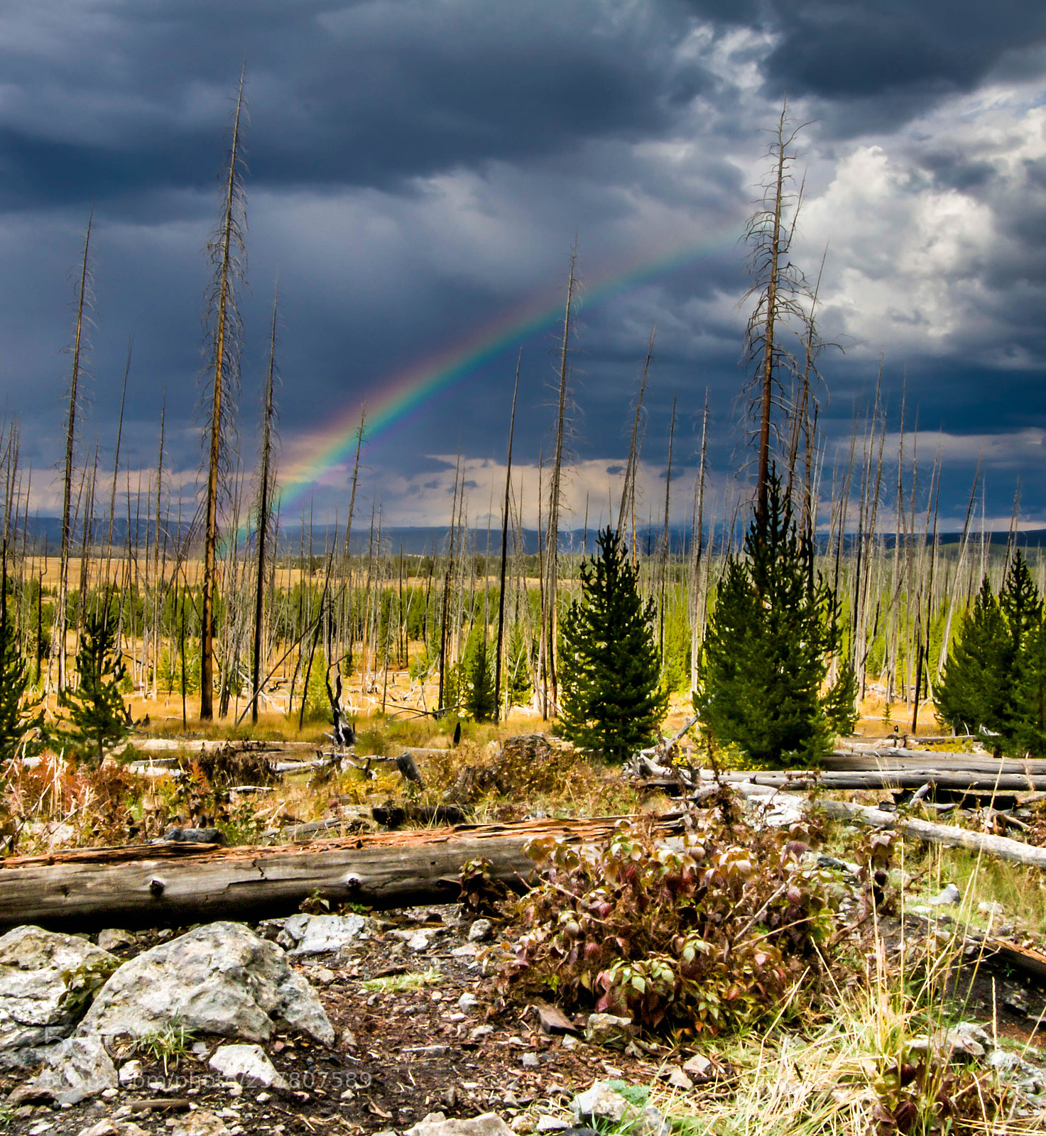 Canon EOS 70D sample photo. Rainbow in yellowstone photography
