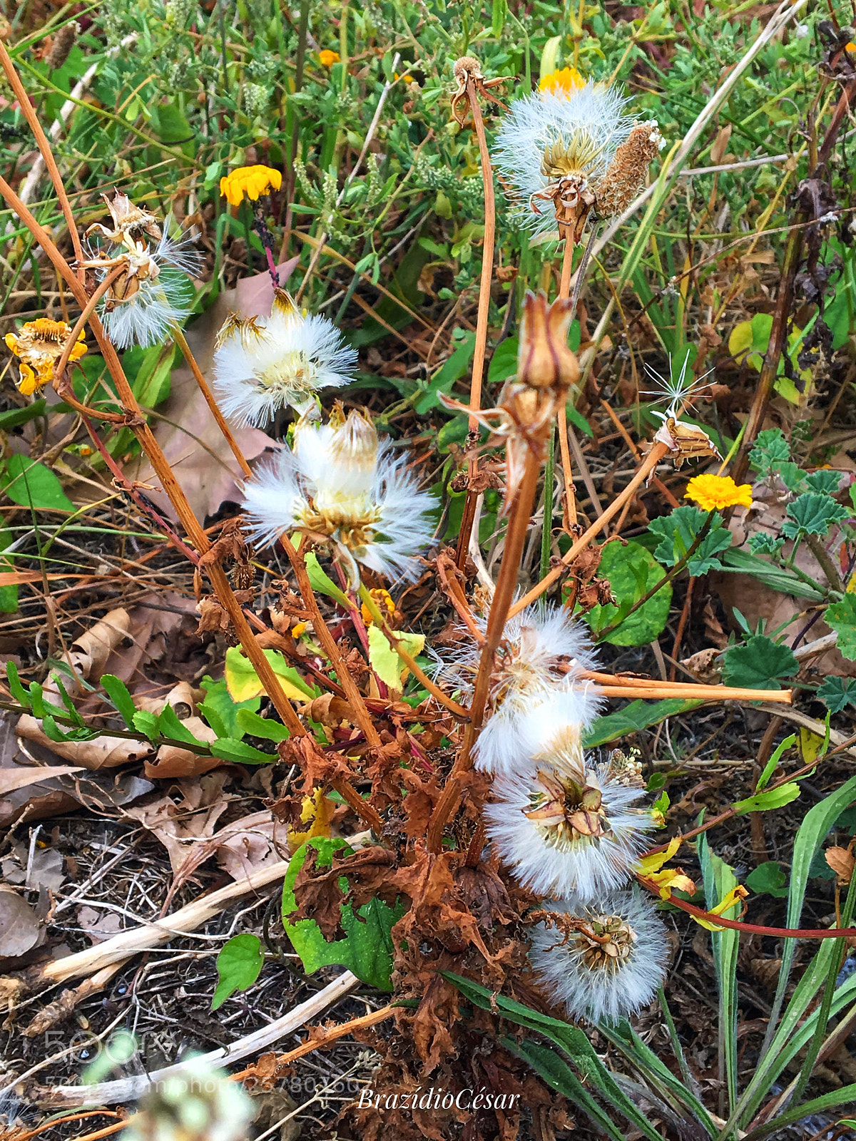 Apple iPhone 6s sample photo. Untitled photography