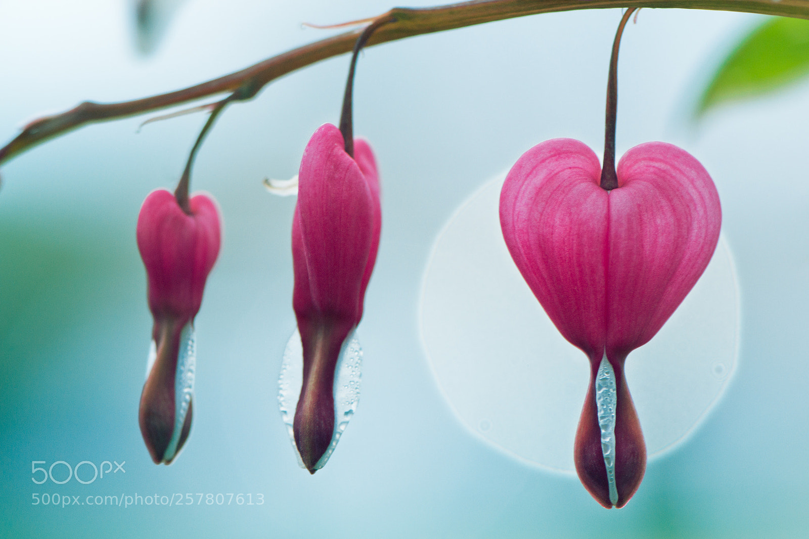 Nikon D3100 sample photo. Bleeding hearts photography