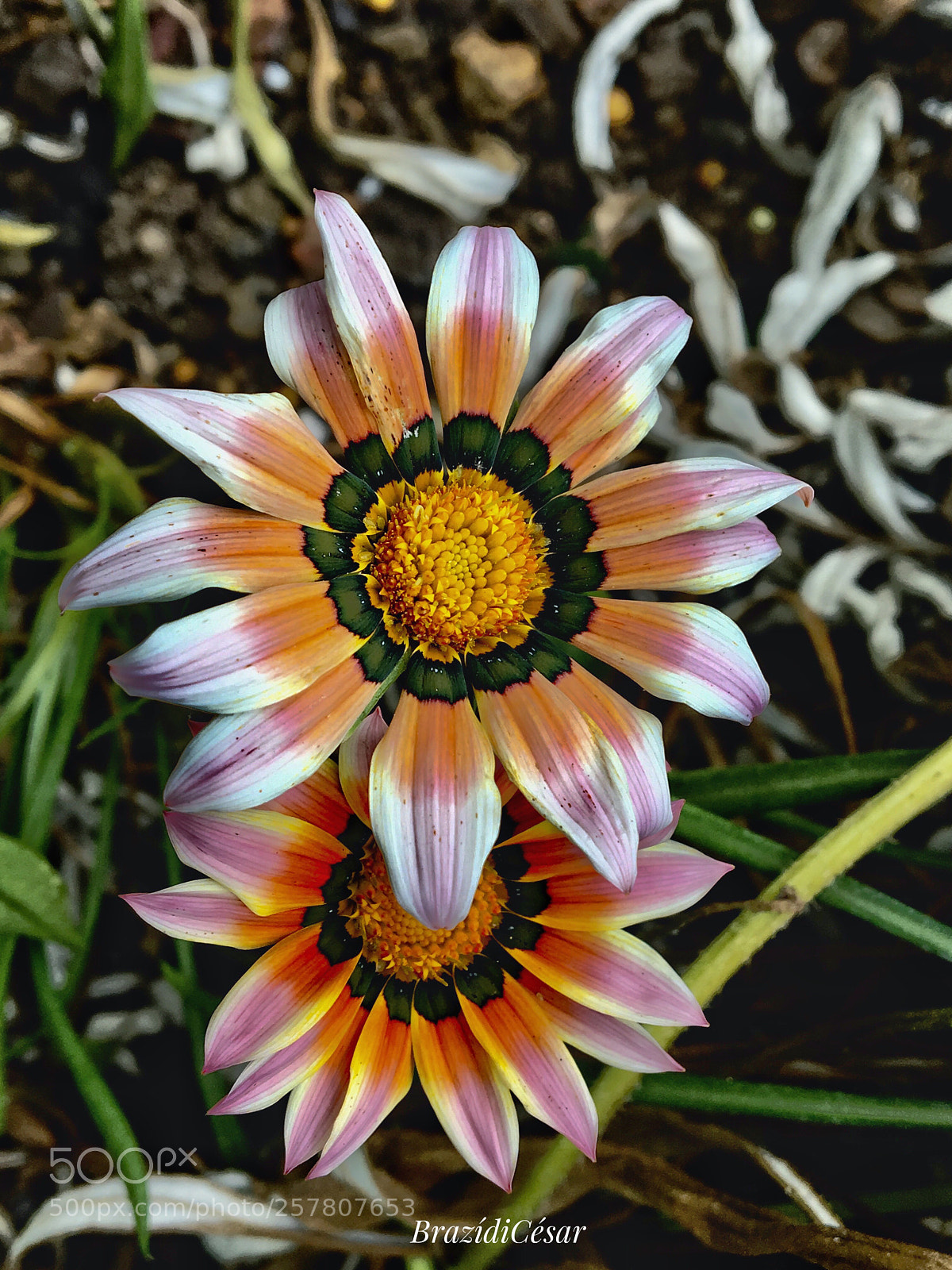 Apple iPhone 6s sample photo. Untitled photography