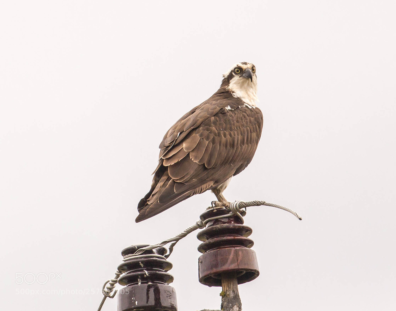Canon EOS 600D (Rebel EOS T3i / EOS Kiss X5) sample photo. Osprey photography