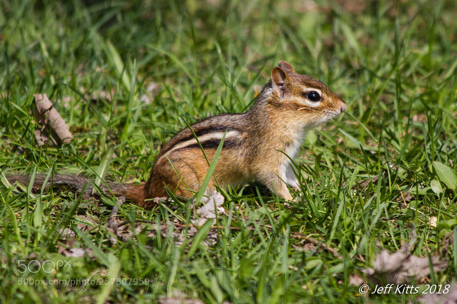 Canon EOS 7D sample photo. 7626- chipmunk # 15 photography