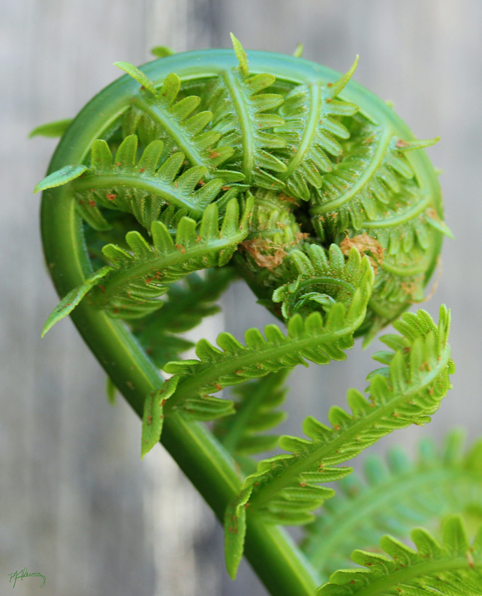Canon EOS 550D (EOS Rebel T2i / EOS Kiss X4) sample photo. Fern unfurls photography