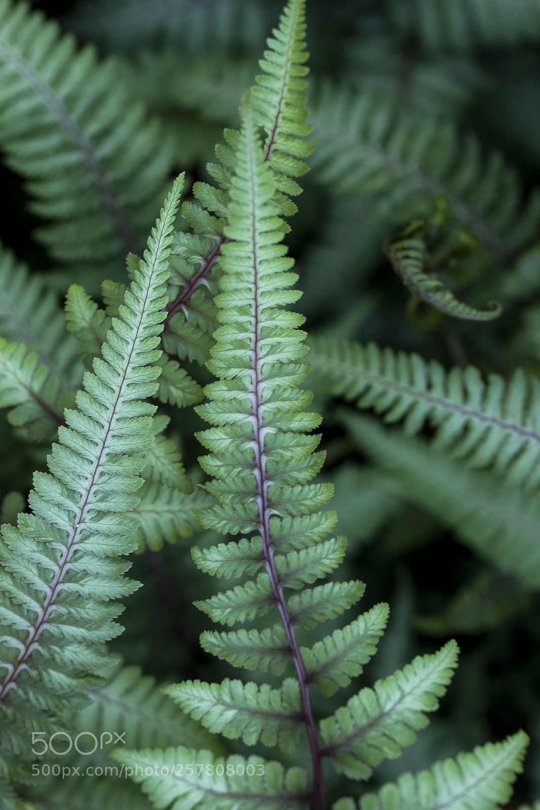 Canon EOS 600D (Rebel EOS T3i / EOS Kiss X5) sample photo. Dusty photography