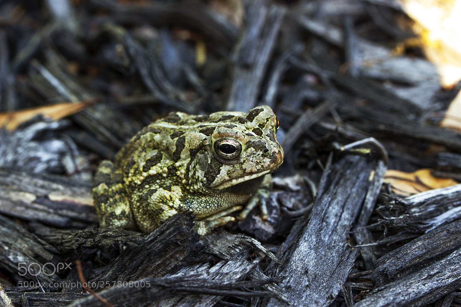 Canon EOS 600D (Rebel EOS T3i / EOS Kiss X5) sample photo. Garden frog photography