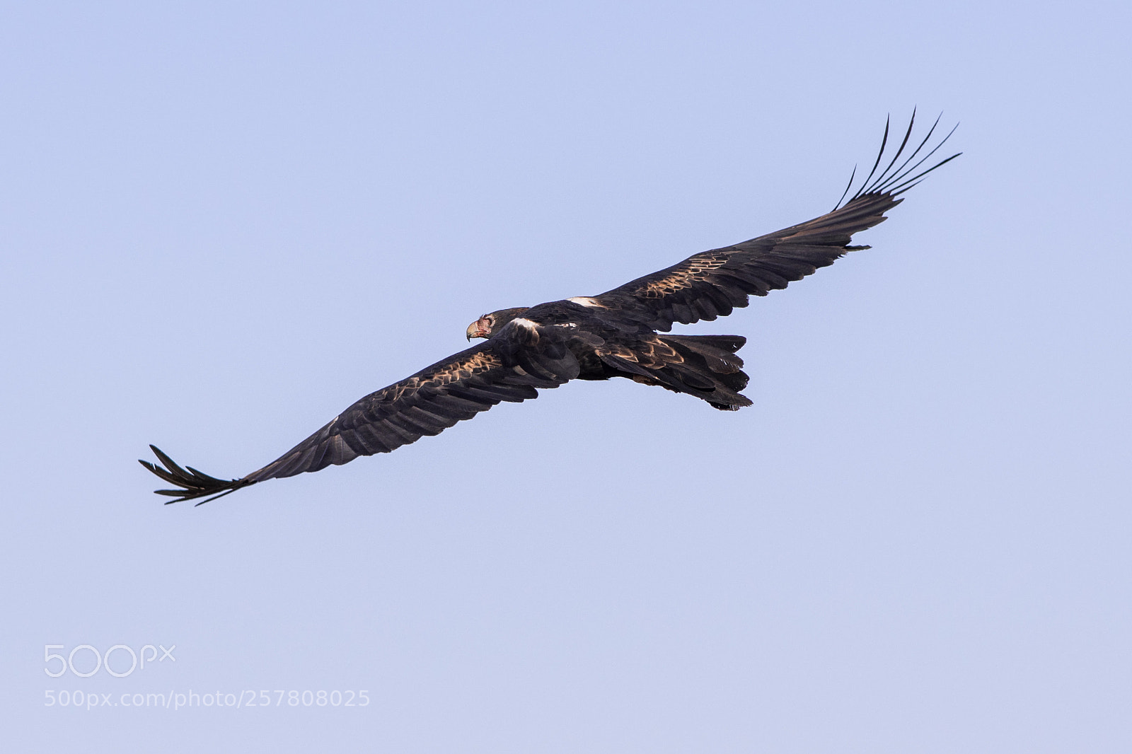 Nikon D500 sample photo. Wedge tail eagle photography