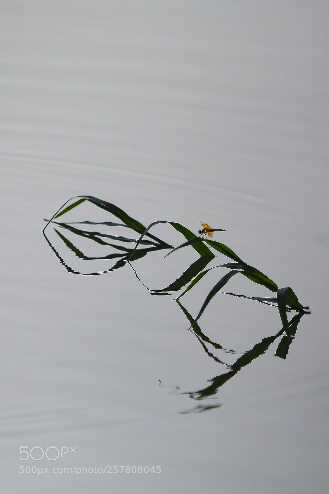 Canon EOS 6D sample photo. 水墨 photography
