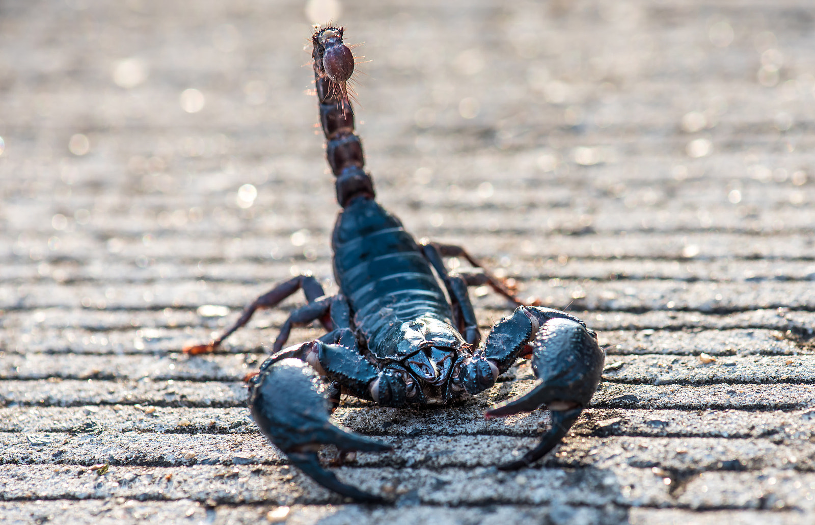 Nikon D750 sample photo. Scorpion. photography
