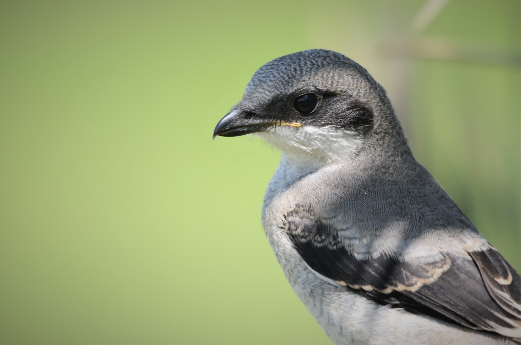 Sigma 150-500mm F5-6.3 DG OS HSM sample photo. 254.jpg photography