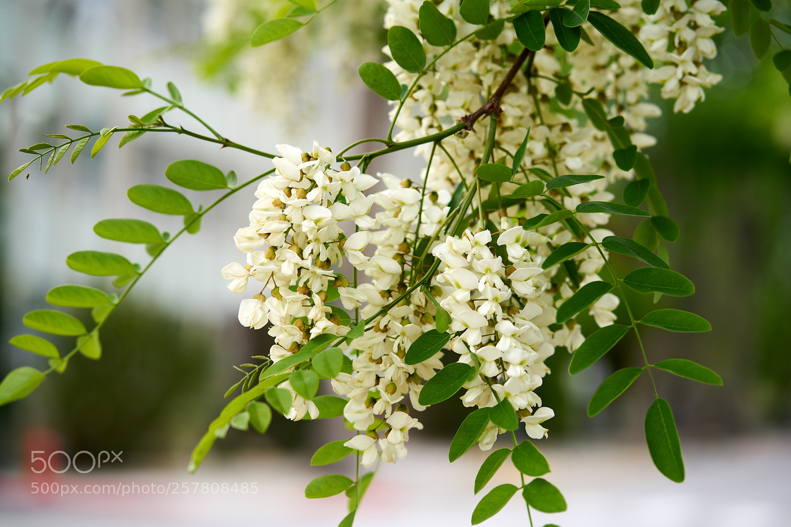 Sony a7R II sample photo. Foral with 85mm f1.8 photography