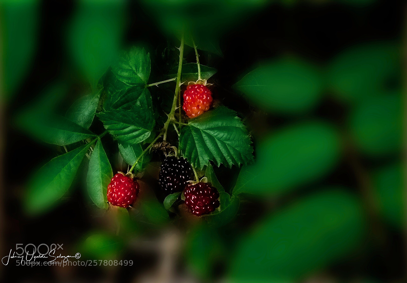 Sony a6000 sample photo. Wild fruits. photography