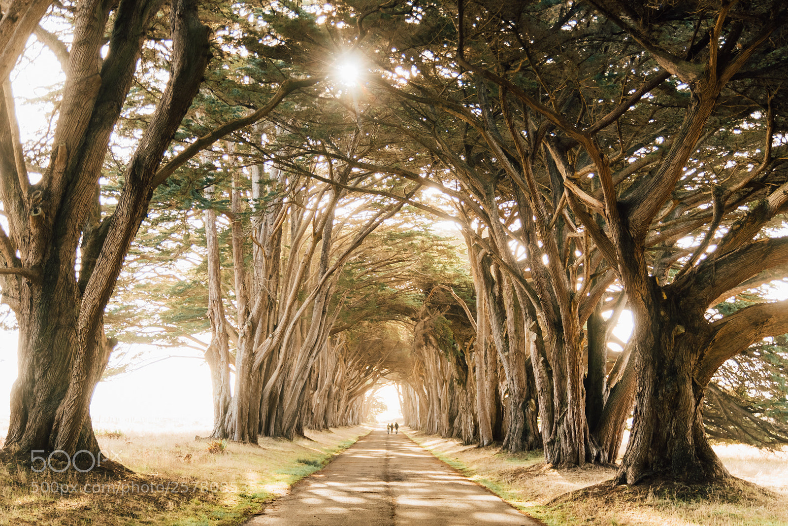 Sony a99 II sample photo. Cypress tree tunnel photography