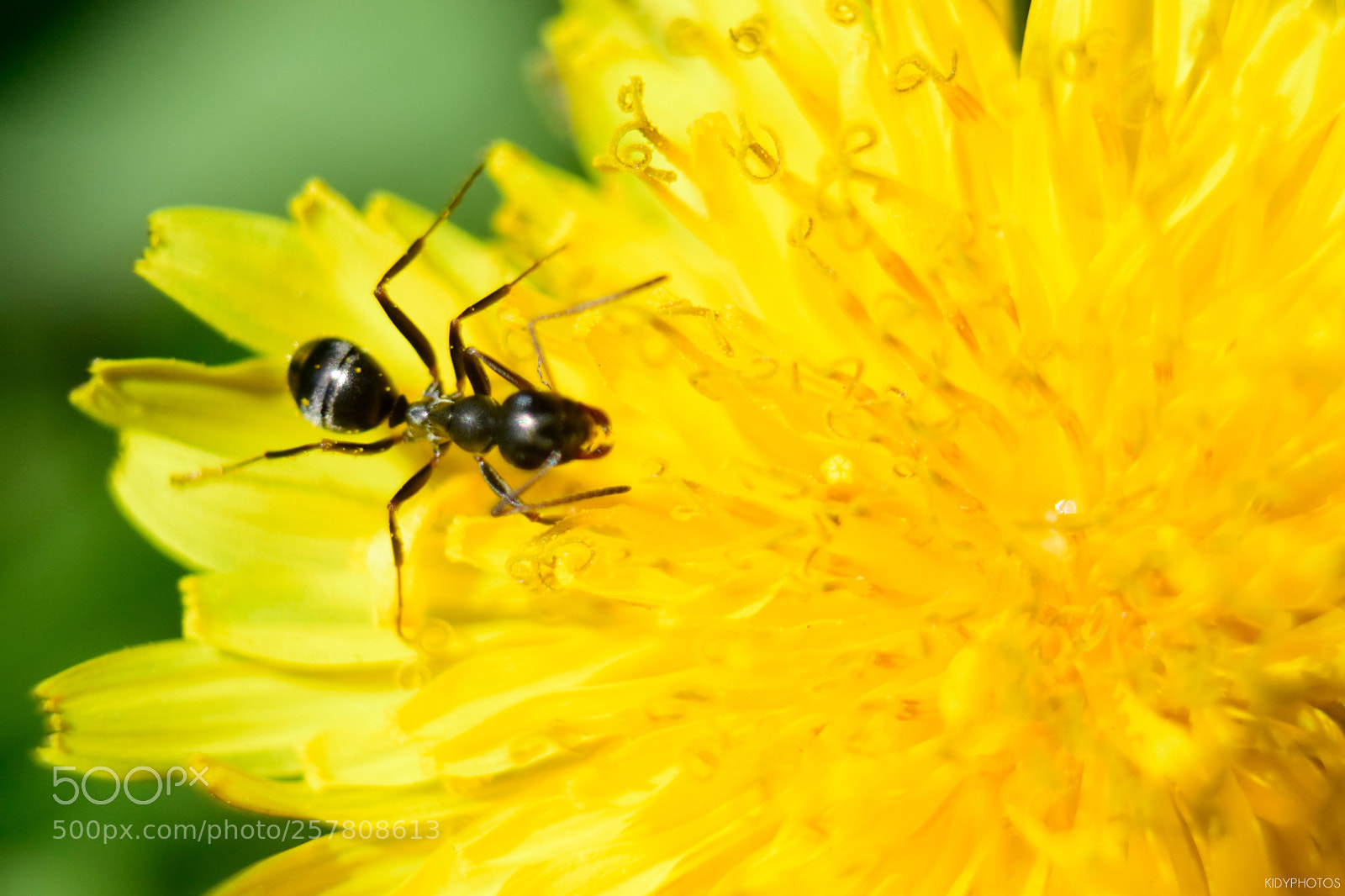 Nikon D5300 sample photo. The ant and the photography