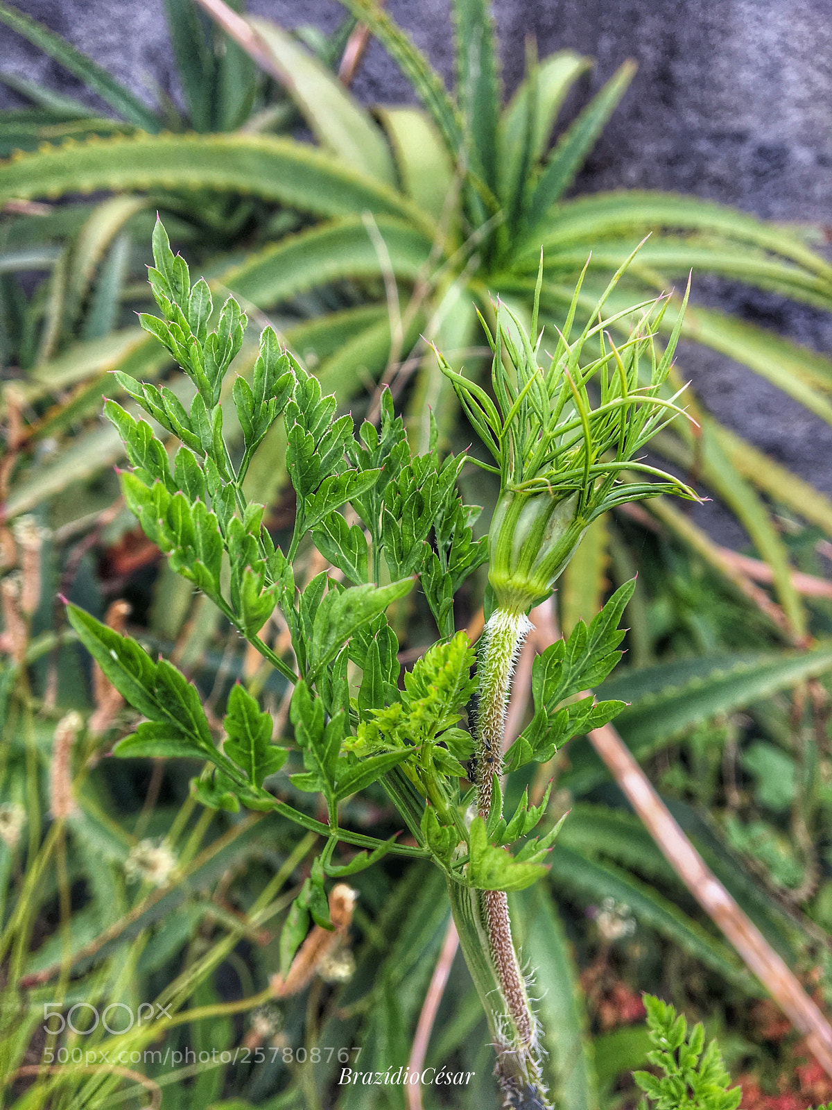 Apple iPhone 6s sample photo. Untitled photography
