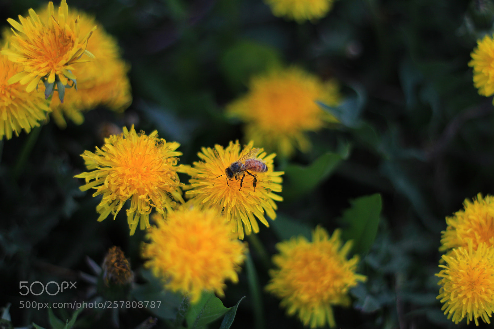 Canon EOS 600D (Rebel EOS T3i / EOS Kiss X5) sample photo. Diggin' for dandelions photography