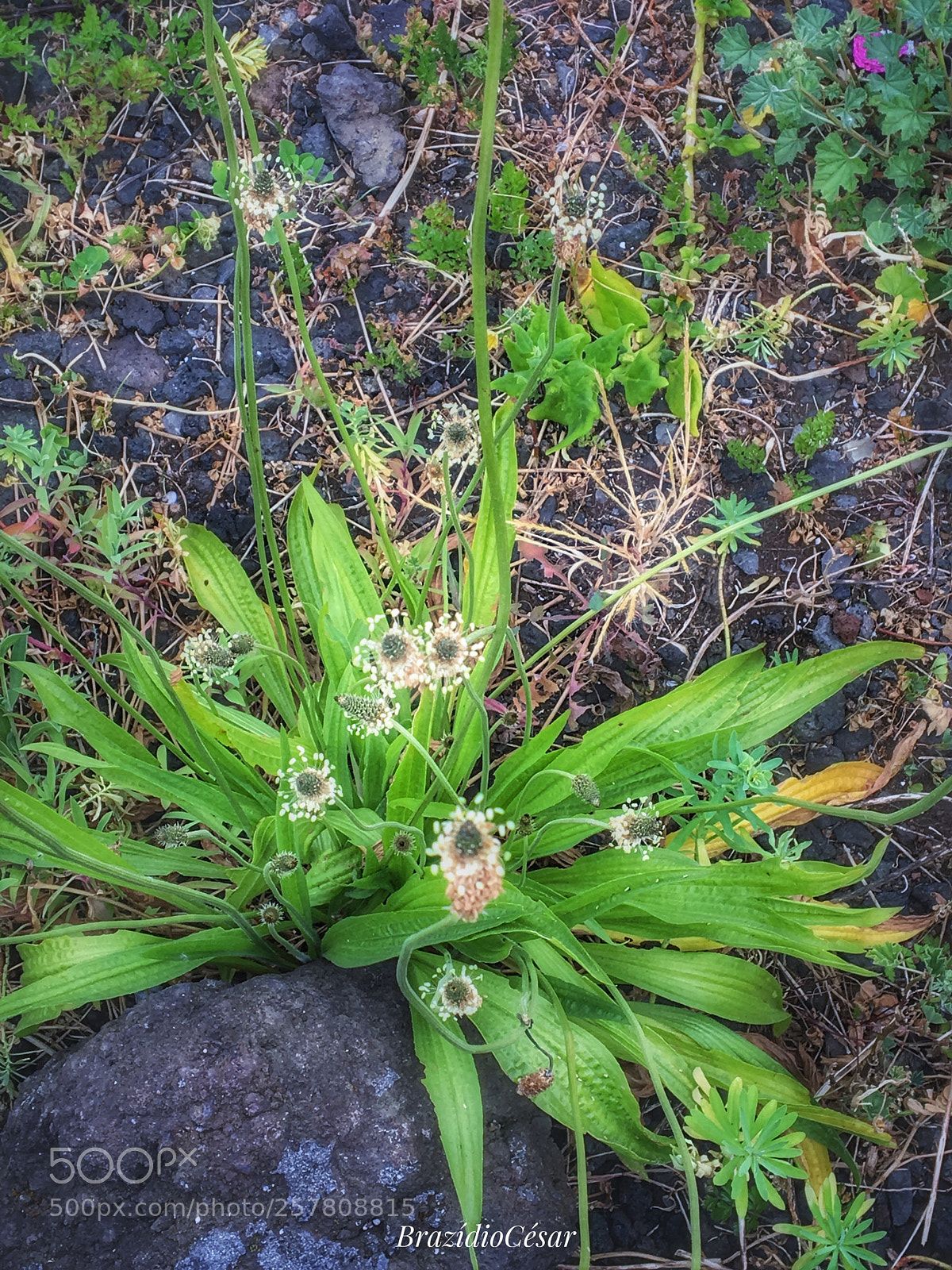 Apple iPhone 6s sample photo. Untitled photography