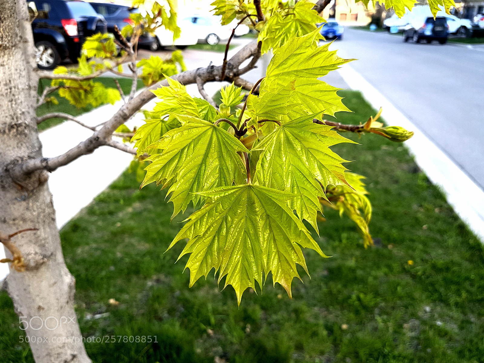 Samsung Galaxy S7 Edge sample photo. Summer is coming #2. photography