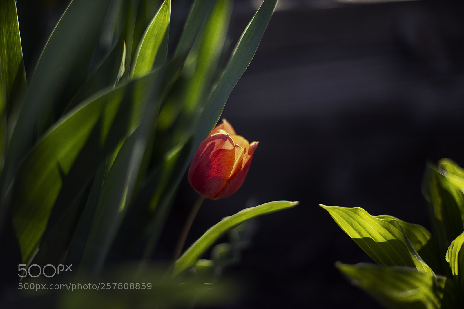 Nikon D610 sample photo. Red tulip photography