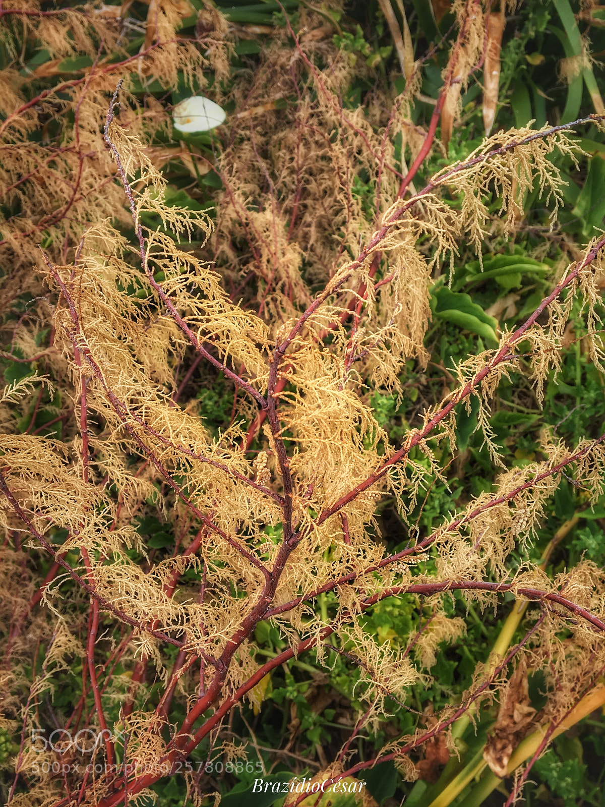 Apple iPhone 6s sample photo. Untitled photography