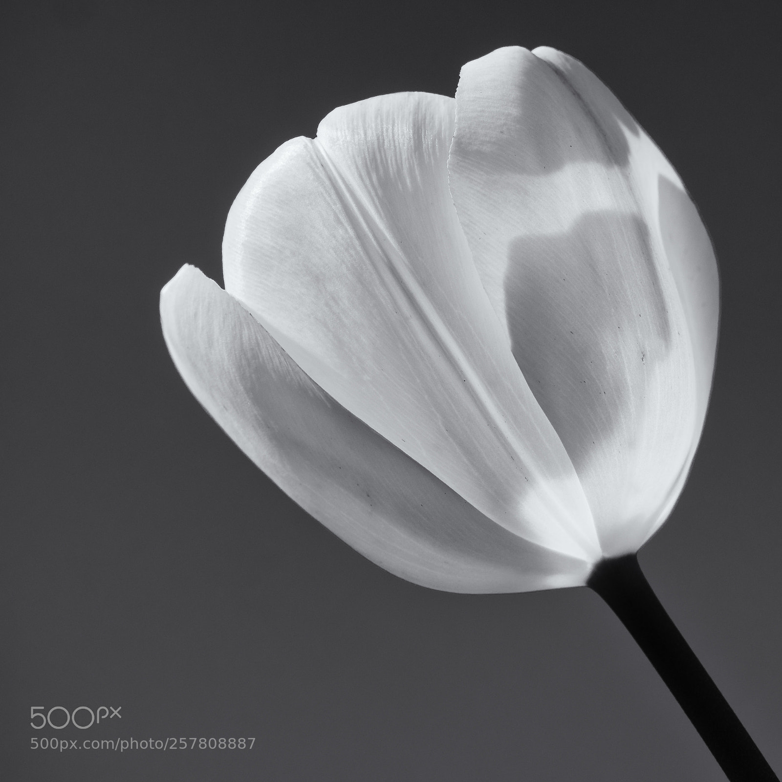 Olympus OM-D E-M1 sample photo. Tulip in my front photography