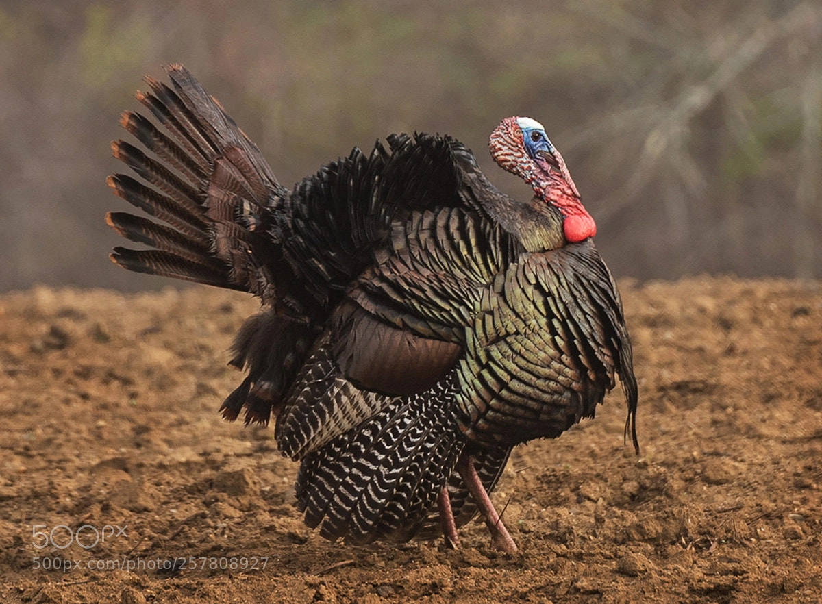 Nikon D810 sample photo. Wild turkey photography