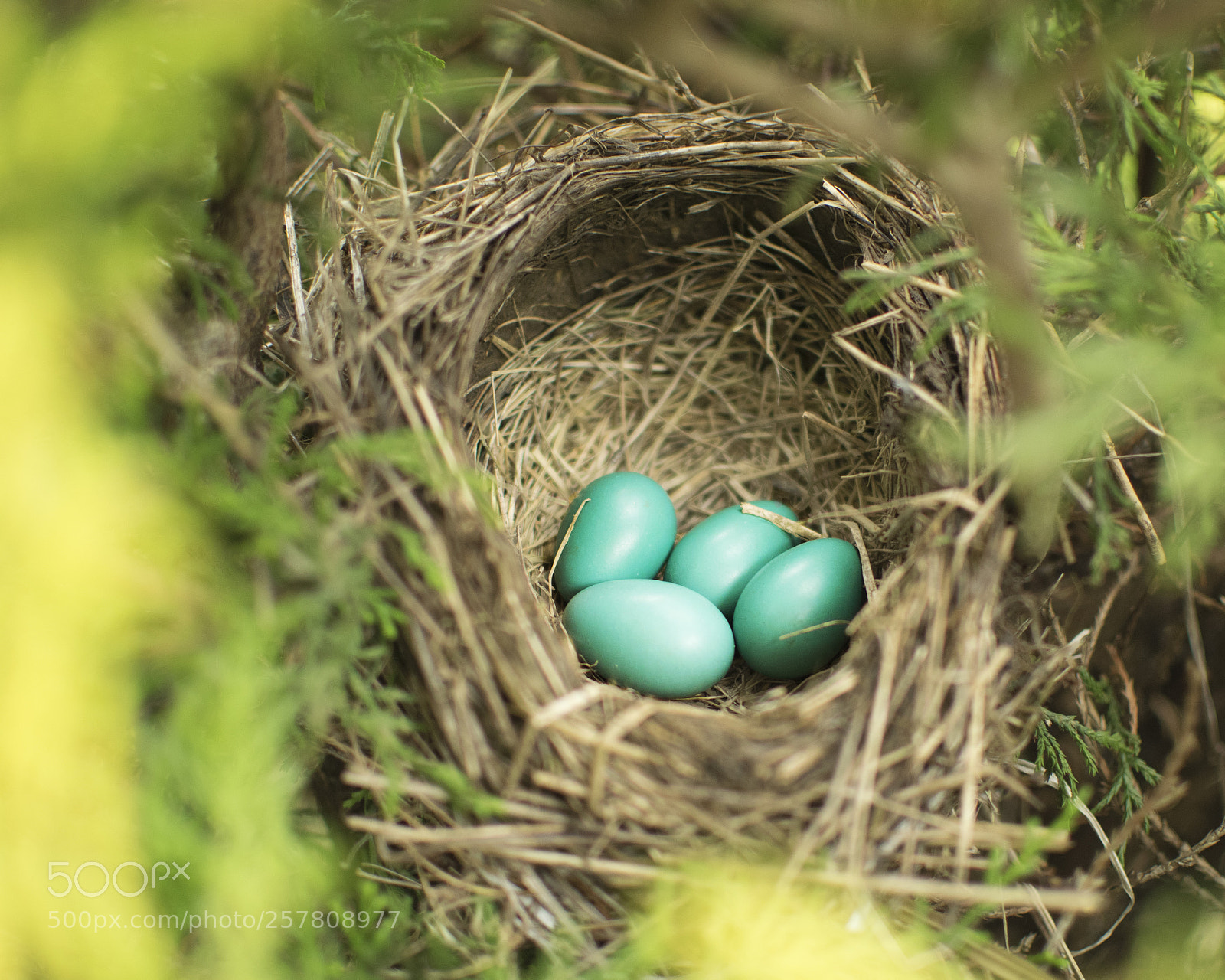 Nikon D5300 sample photo. Robin's eggs photography