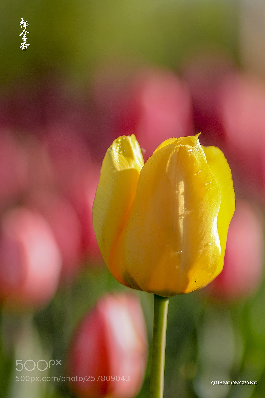 Canon EOS 7D sample photo. 郁金香tulip photography